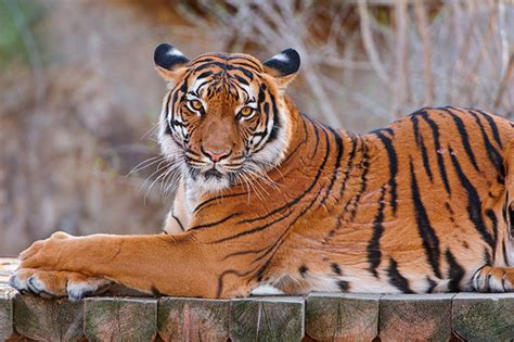 The Animal Blog — Lying Sumatran Tiger By Tambako The Jaguar