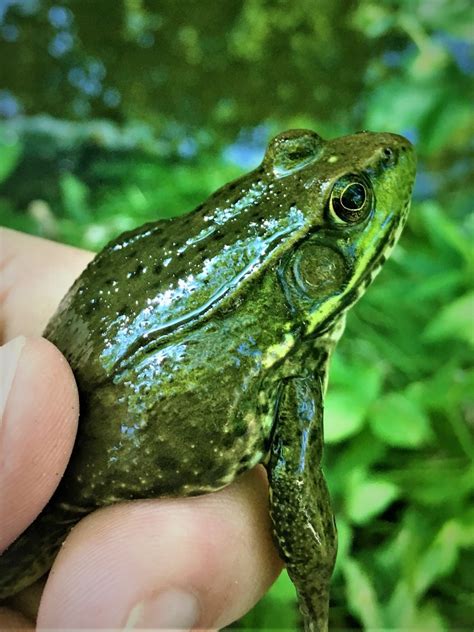 Green Frog Lithobates Clamitans