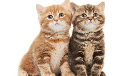 Lovely Two Kittens 2022 Live Wallpaper Hd