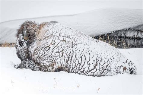Buffalo Covered In Snow Buffalo Animal Animals Wild Big Animals