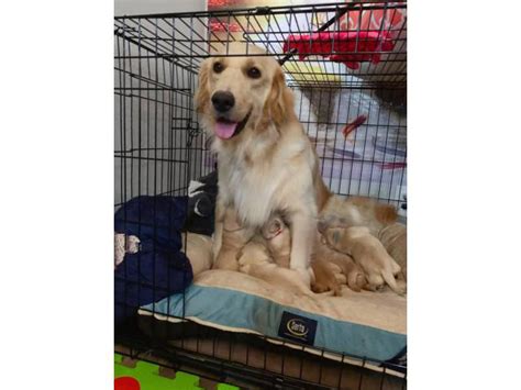 One Golden Retriever Male Purebred Puppy Torrance Puppies For Sale