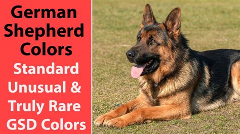 German Shepherd Colors Standard Unusual And Truly Rare Gsd Colors Youtube