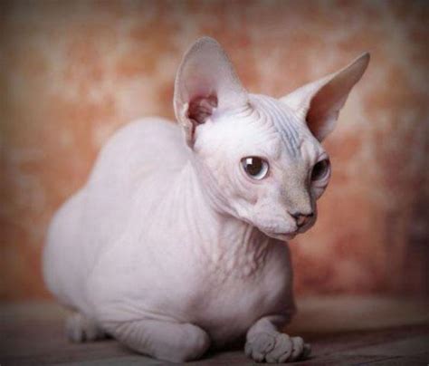 Beautiful Female Sphynx Kitten Blue Eyes Ready To Go For Sale In