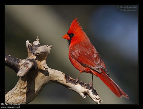 Cardinal Oiseau Cardinal Albino Birds Rare Piebald Cardinals Bird Snow