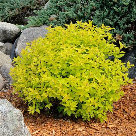Great color addition to a shrub. national PLANT NETWORK 2.25 Gal. Spirea Goldmound ...
