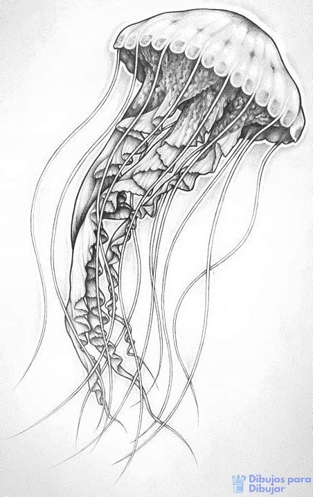 Imagenes De Medusas Para Dibujar Como Dibujar Una Medusa Para Navidad