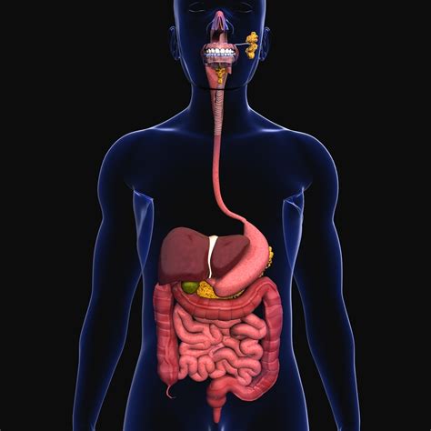 Un Modelo 3d Del Sistema Digestivo Humano Anatomia Anatomia Images