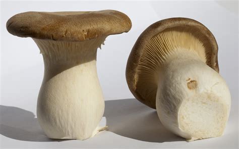 Pleurotus Eryngii Health Benefits Of The King Oyster Mushroom