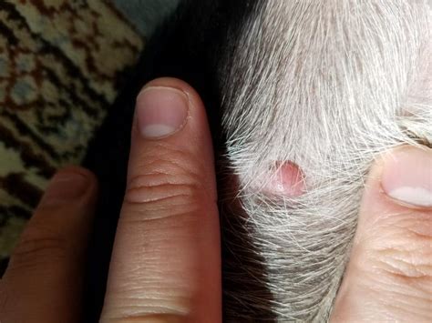 Red Growth Bump On Puppy Belly