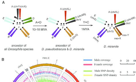 A The Reconstructed Evolutionary History Of D Miranda Sex Download Scientific Diagram