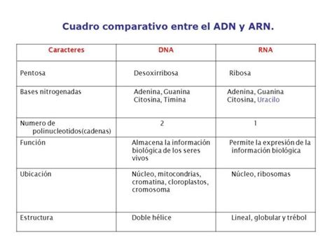 Diferencias Entre Adn Y Arn Cuadro Comparativo Adn Y Arn Molecula