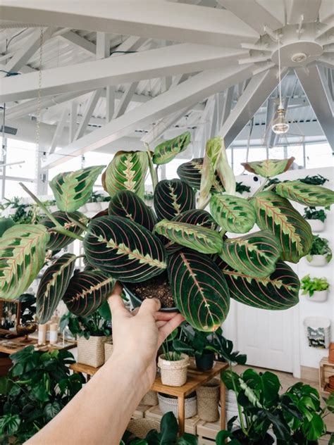 Tidak hanya dijadikan hiasan rumah, bunga matahari juga sering dijadikan bahan belajar. Melambangkan Harapan, Bunga Matahari dan Prayer Plant ...