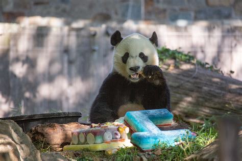 Giant Panda Bei Bei Celebrates His Fourth Birthday At The Smithsonians
