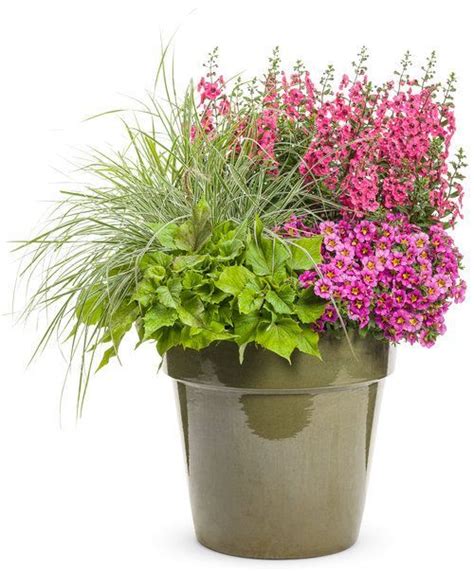 Out Of This World Proven Winners Shade Plants Container Container