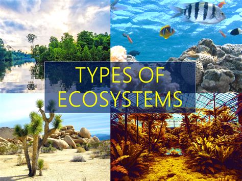 3 Different Types Of Ecosystems Owlcation
