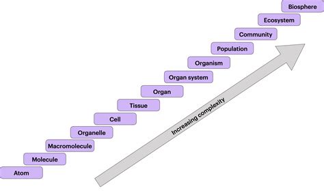 Levels Of Biological Organization College Biology I