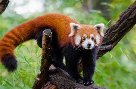 Red Panda Facts For Kids Red Pandas Cute Red Panda Photos