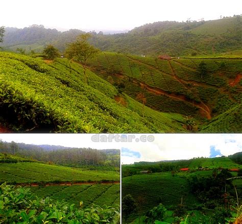 Menikmati pemandangan hamparan hijaunya teh. Nomor Hp Pengelola Kebun Teh Cipasung Majalengka : Index ...