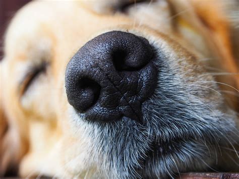 What Causes Snow Nose In Dogs