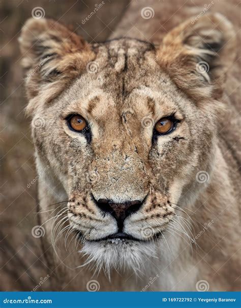 Portrait Of A Lioness Close Up African Lioness Panthera Leo Stock