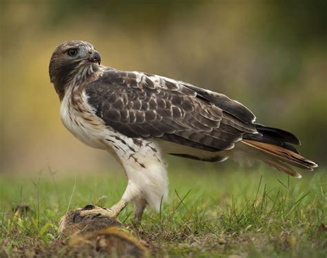 Red Tailed Hawk Alabama Cooperative Extension System