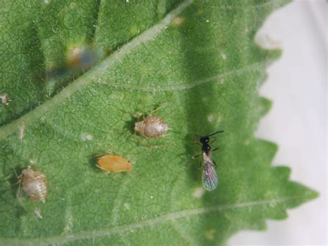 Common Garden Pests In Calgary And How To Deal With Them Avenue Calgary