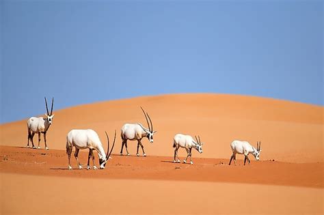 The Arabian Desert Worldatlas