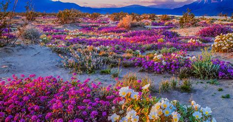 Different Types Of Wildflowers And Where Do They Grow