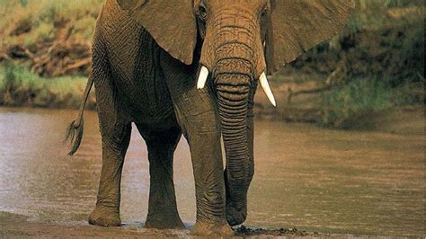 El Elefante Africano Podría Desaparecer En 10 Años