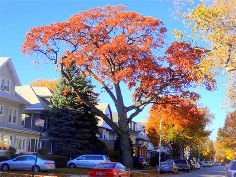 Wallpaper Woody Plant Autumn Sky Leaf Maple Tree Residential