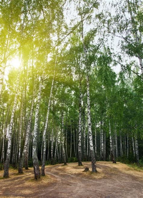 Birch Trees In A Forest Stock Photo Image Of Leaves 10849948