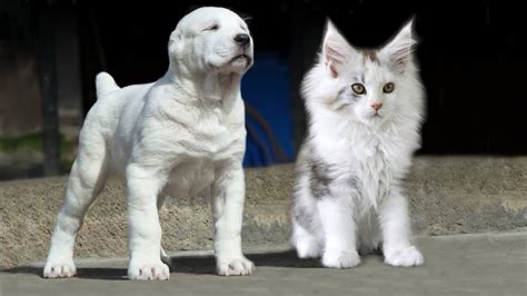 10 Cat Breeds That Act More Like Dogs