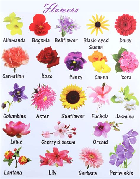 pictures of flowers with names in english