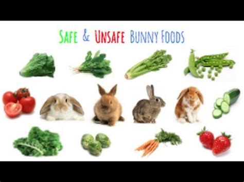 What to feed baby bunnies. Safe & Unsafe Rabbit Foods - YouTube