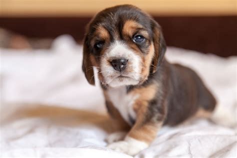 10 Fun And Interesting Facts About Beagles Animals Zone