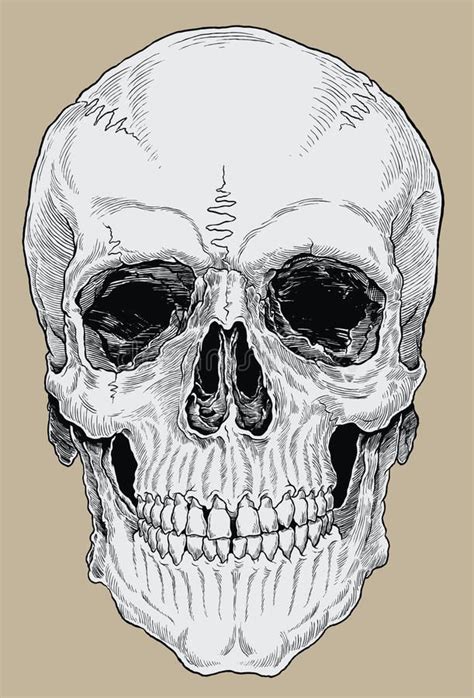 Realistic Cross Hatched Inked Human Skull Stock Illustration Skull