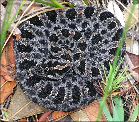 It is also referred to as the florida ground rattlesnake, southeastern ground rattlesnake, barbour's pygmy rattlesnake. Dusky Pygmy Rattlesnake Sistrurus miliarius barbouri