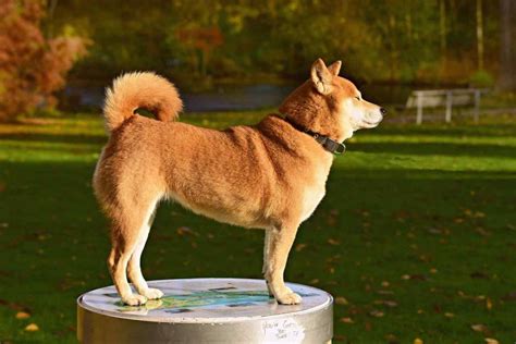 Top 10 Most Popular Japanese Dog Breeds