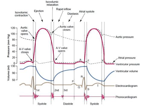 Ivline A Quick Guide To Ecg Cardiac Cycle Physiology Cardiac