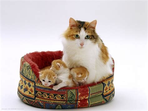 Mother Cat Sitting In A Cat Bed With Her Three Baby Kittens