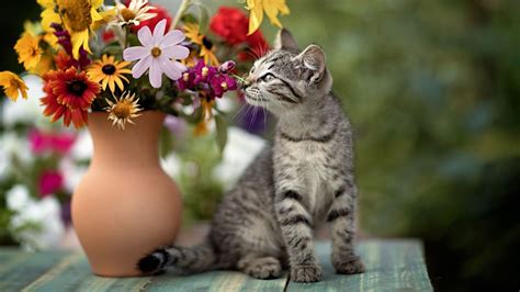 Baby Animal Cat Flower Kitten Pet Hd Cat Wallpapers Hd Wallpapers