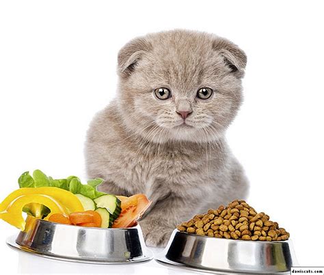 Sudah tentu, vitamin kucing hamil diperlukan. Berapa banyak anak kucing yang berat dalam 3 bulan?