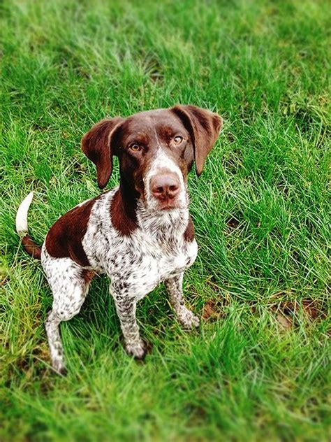 Pointer Dog Breed Information Pictures Characteristics And Facts