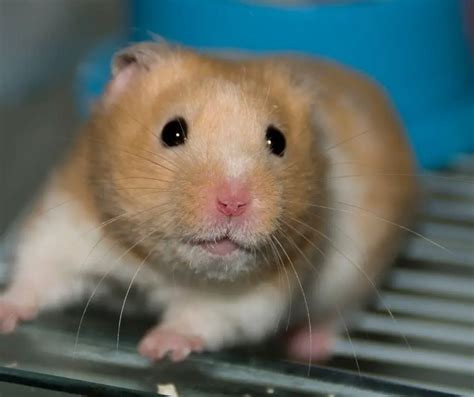 Why Dont Hamsters Have Good Eyesight Explained Animals Hq