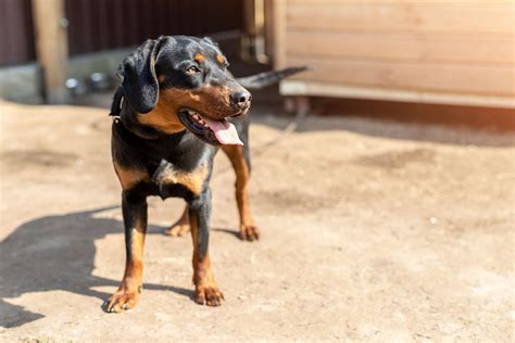 14 Best Black And Tan Dog Breeds