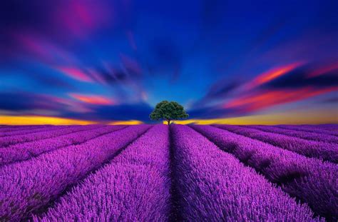 Sunset Lavender Field Wallpapers Top Free Sunset Lavender Field