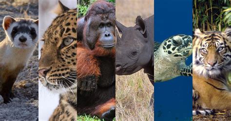 These 3 Are Among Critically Endangered Animals From