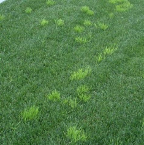 Poa Annua Weed Control And 18 Recommended Treatment Options
