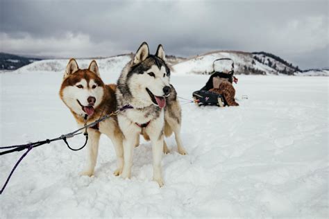 Dog Sledding With All Seasons Adventures Park City Activity Guide