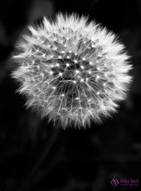 Dandelion By Hullya Dandelion Black And White Photography